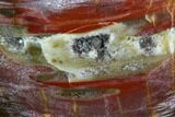 Colorful, Polished Petrified Wood Egg - Triassic #104628-2